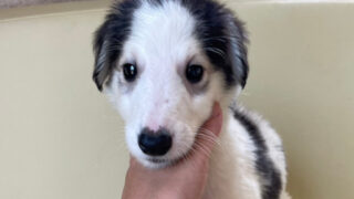 【子犬販売】ボルゾイ（男の子）No.20240424004