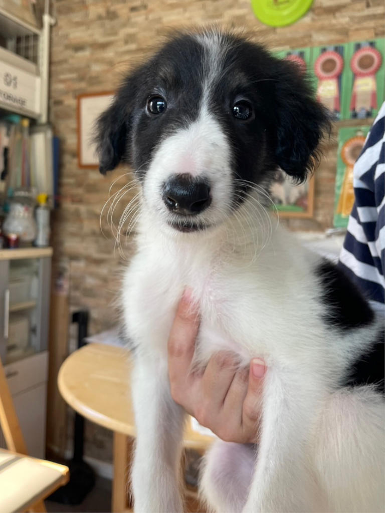 ボルゾイ子犬、ブラック＆ホワイトの女の子、2024年04月24日生まれ、No.20240424005、抱っこ