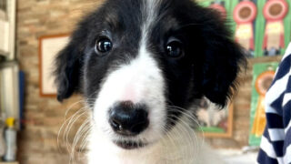 【子犬販売】ボルゾイ（女の子）No.20240424005