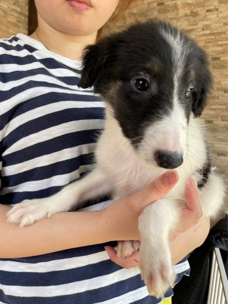 ボルゾイ子犬、ブラック＆ホワイトの女の子、2024年04月24日生まれ、No.20240424005、抱っこ4