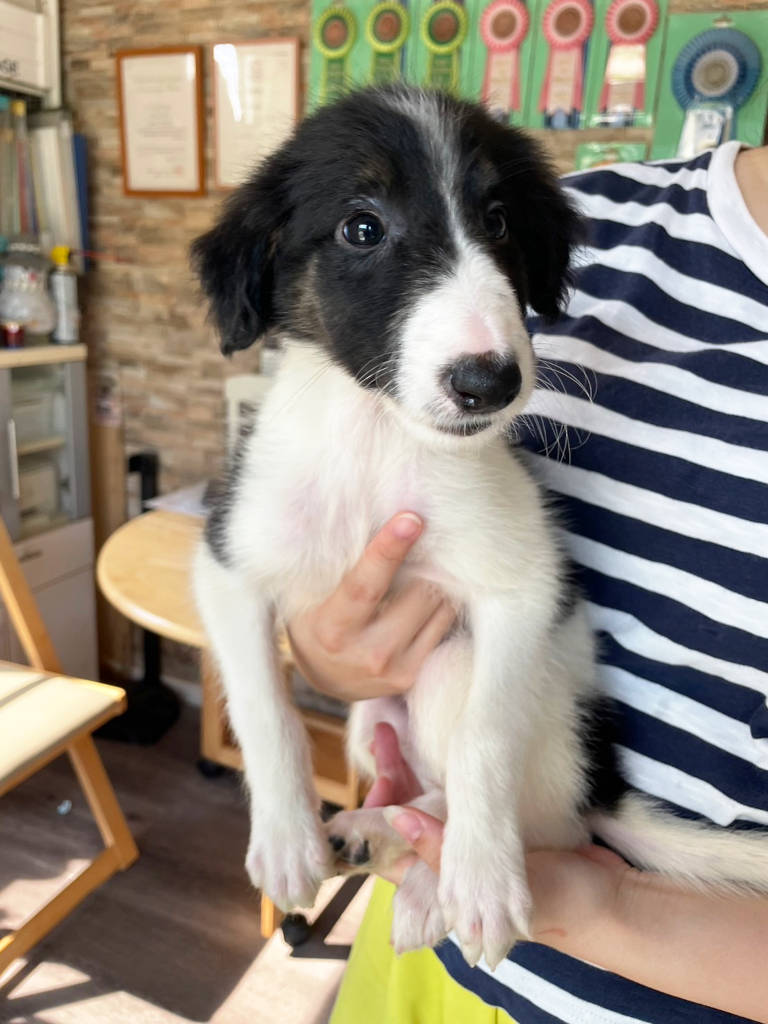 ボルゾイ子犬、ブラック＆ホワイトの女の子、2024年04月24日生まれ、No.20240424005、抱っこ3