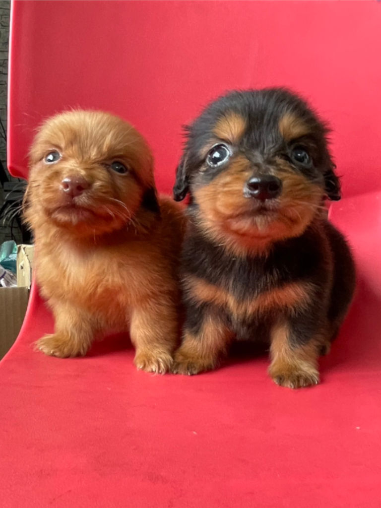 ミニチュアダックスフンドの男の子、2024年05月12日産まれ、2匹兄弟｟ブラックタン、レディシュイエロー（旧ゴールド）｠、ご見学などお気軽にお問い合わせください。