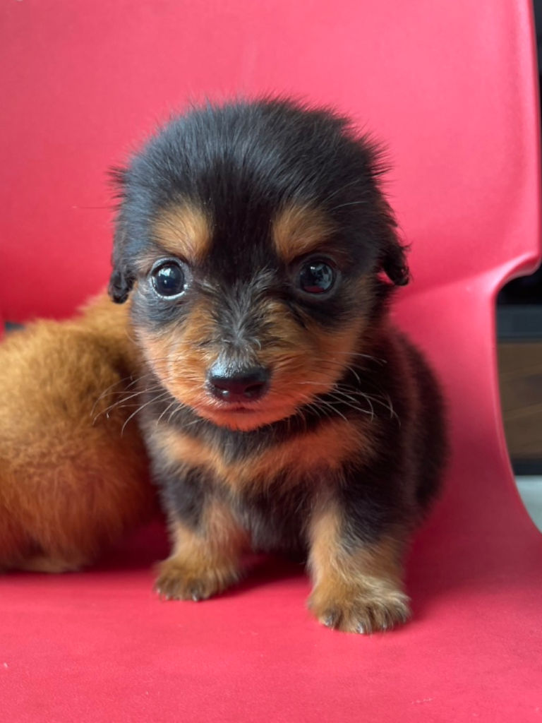 ミニチュアダックスフンドの男の子(ブラック&タン)、2024年05月12日産まれ、おすわり、お顔。ご見学などお気軽にお問い合わせください。