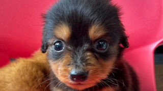 【子犬販売】ミニチュアダックスフンドの男の子（ブラック＆タン）、NO.20240512001