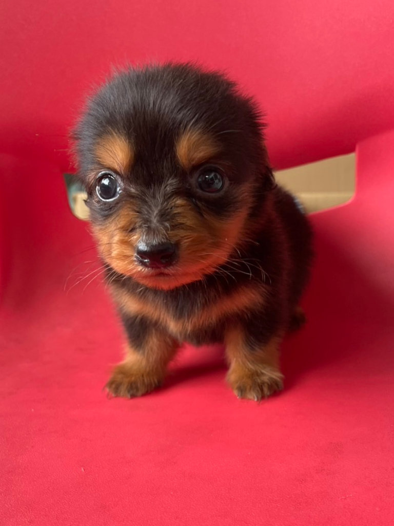 ミニチュアダックスフンドの男の子(ブラック&タン)、2024年05月12日産まれ、正面、お顔(その2)。ご見学などお気軽にお問い合わせください。