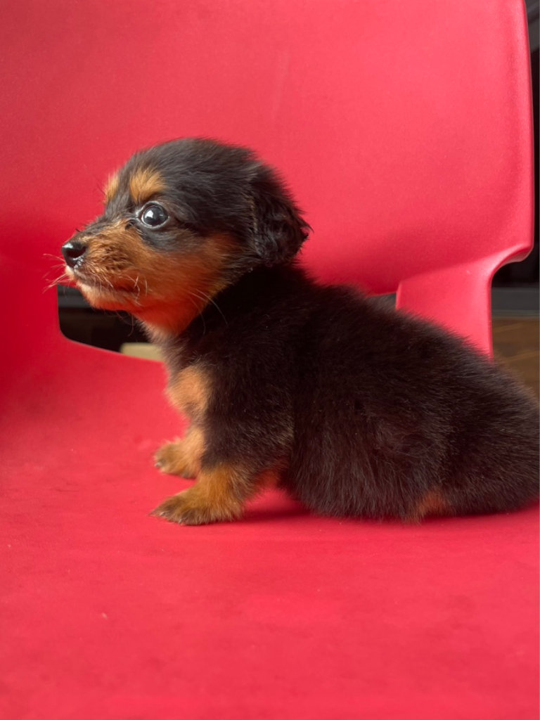 ミニチュアダックスフンドの男の子(ブラック&タン)、2024年05月12日産まれ、左側面。ご見学などお気軽にお問い合わせください。
