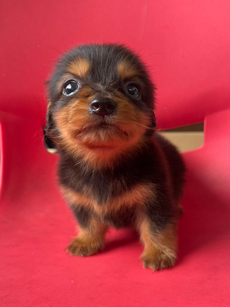 ミニチュアダックスフンドの男の子(ブラック&タン)、2024年05月12日産まれ、お顔(その3)。ご見学などお気軽にお問い合わせください。