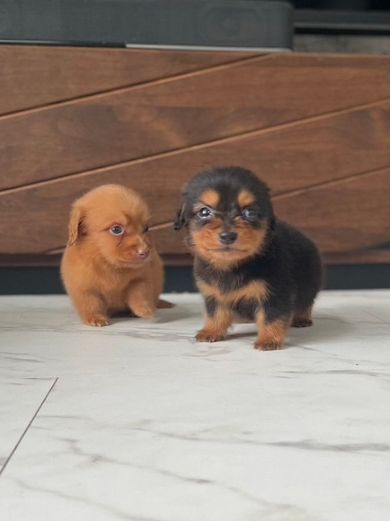 ミニチュアダックスフンドの男の子、2024年05月12日産まれ、2匹兄弟｟ブラックタン、レディシュイエロー（旧ゴールド）｠、その2。ご見学などお気軽にお問い合わせください。