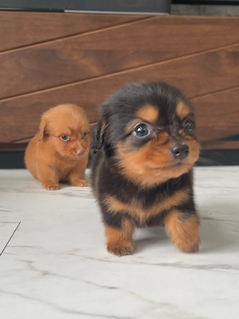 ミニチュアダックスフンドの男の子、2024年05月12日産まれ、2匹兄弟｟ブラックタン、レディシュイエロー（旧ゴールド）｠、その3。ご見学などお気軽にお問い合わせください。