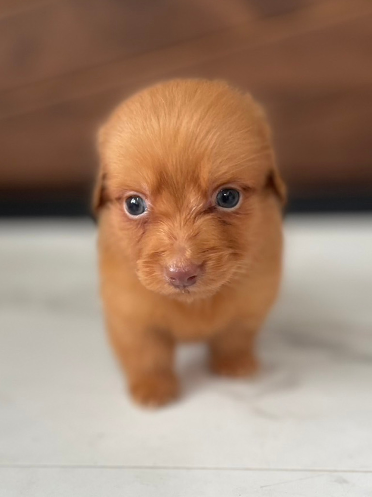 ミニチュアダックスフンドの男の子（レディシュイエロー｟旧ゴールド｠）、2024年05月12日産まれ、立ち姿、お顔（その4）。ご見学などお気軽にお問い合わせください。