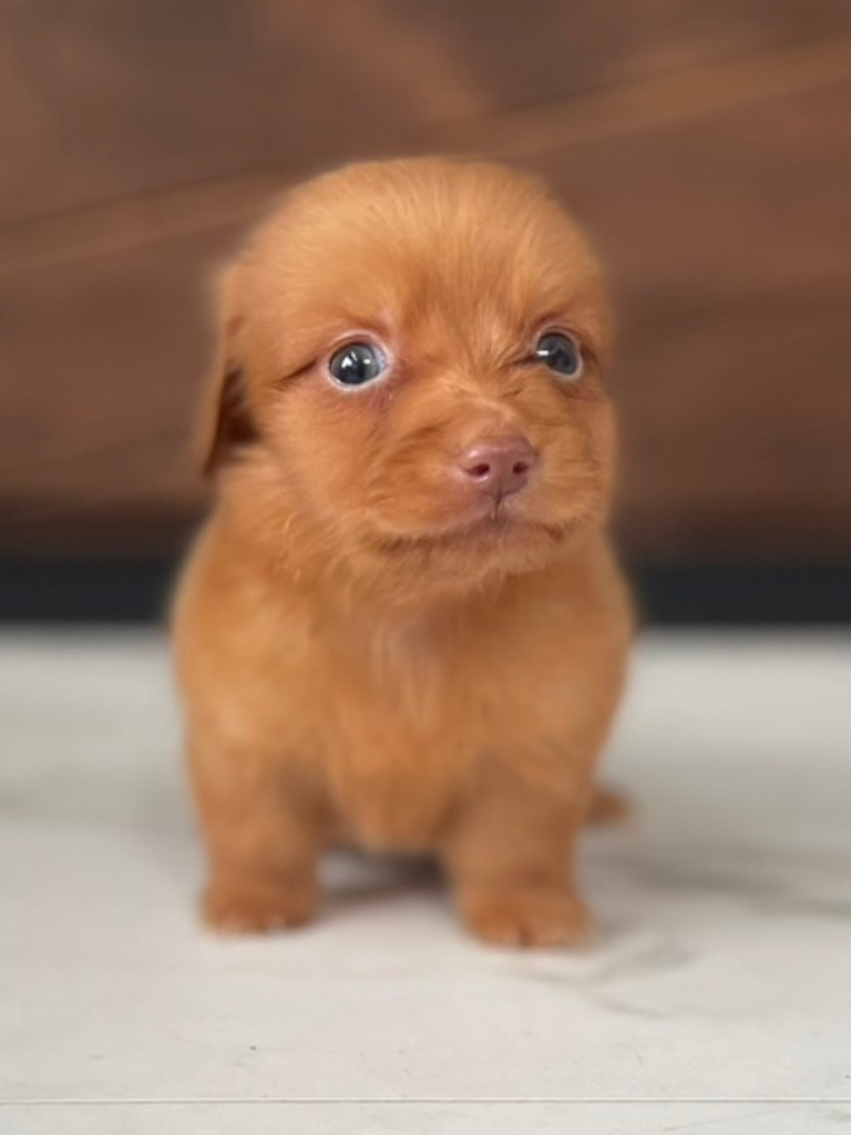 ミニチュアダックスフンドの男の子（レディシュイエロー｟旧ゴールド｠）、2024年05月12日産まれ、おすわり、お顔（その3）。ご見学などお気軽にお問い合わせください。