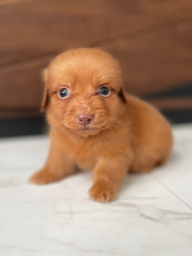 ミニチュアダックスフンドの男の子（レディシュイエロー｟旧ゴールド｠）、2024年05月12日産まれ、おすわり、お顔。ご見学などお気軽にお問い合わせください。