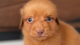 【子犬販売】ミニチュアダックスフンドの男の子（レディシュイエロー）、NO.20240512002