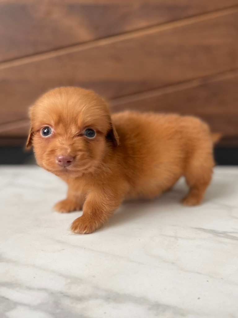 ミニチュアダックスフンドの男の子（レディシュイエロー｟旧ゴールド｠）、2024年05月12日産まれ、左側面、お顔（その5）。ご見学などお気軽にお問い合わせください。