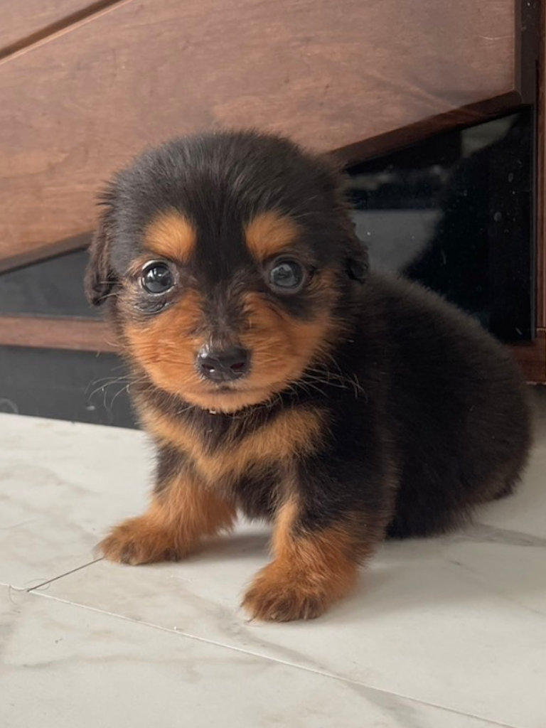 ミニチュアダックスフンドの男の子(ブラック&タン)、2024年05月12日産まれ、斜めすわり、お顔(その5)。ご見学などお気軽にお問い合わせください。