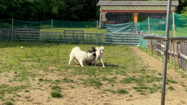 スタンダードプードル、サモエド、ボーダーコリー、ドッグランで遊びました