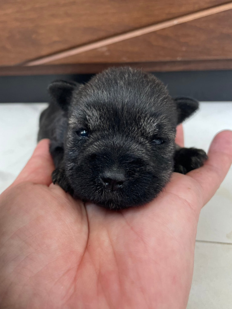 ミニチュアシュナウザーの女の子（ソルト＆ペッパー）、2024年06月15日産まれ、生後17日のベビーちゃん、お顔、その3。No.20240615001