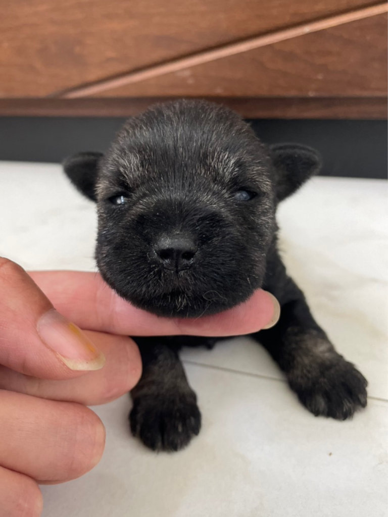 ミニチュアシュナウザーの女の子（ソルト＆ペッパー）、2024年06月15日産まれ、生後17日のベビーちゃん、お顔、その2。No.20240615001