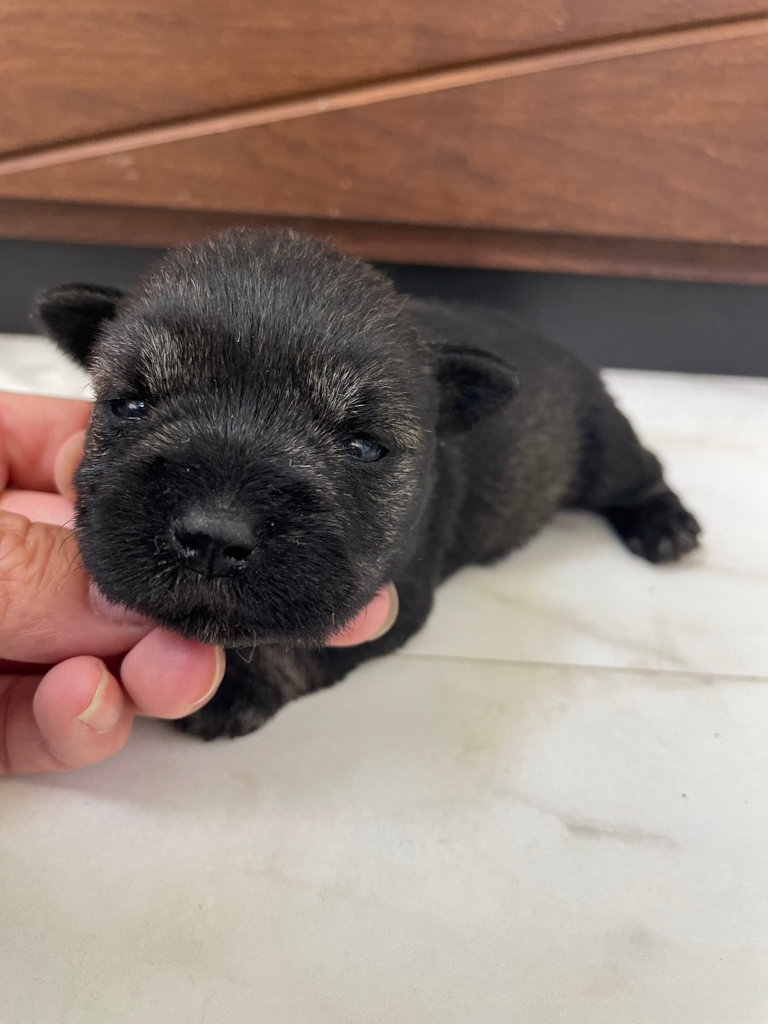 ミニチュアシュナウザーの女の子（ソルト＆ペッパー）、2024年06月15日産まれ、生後17日のベビーちゃん、お顔、その4。No.20240615001