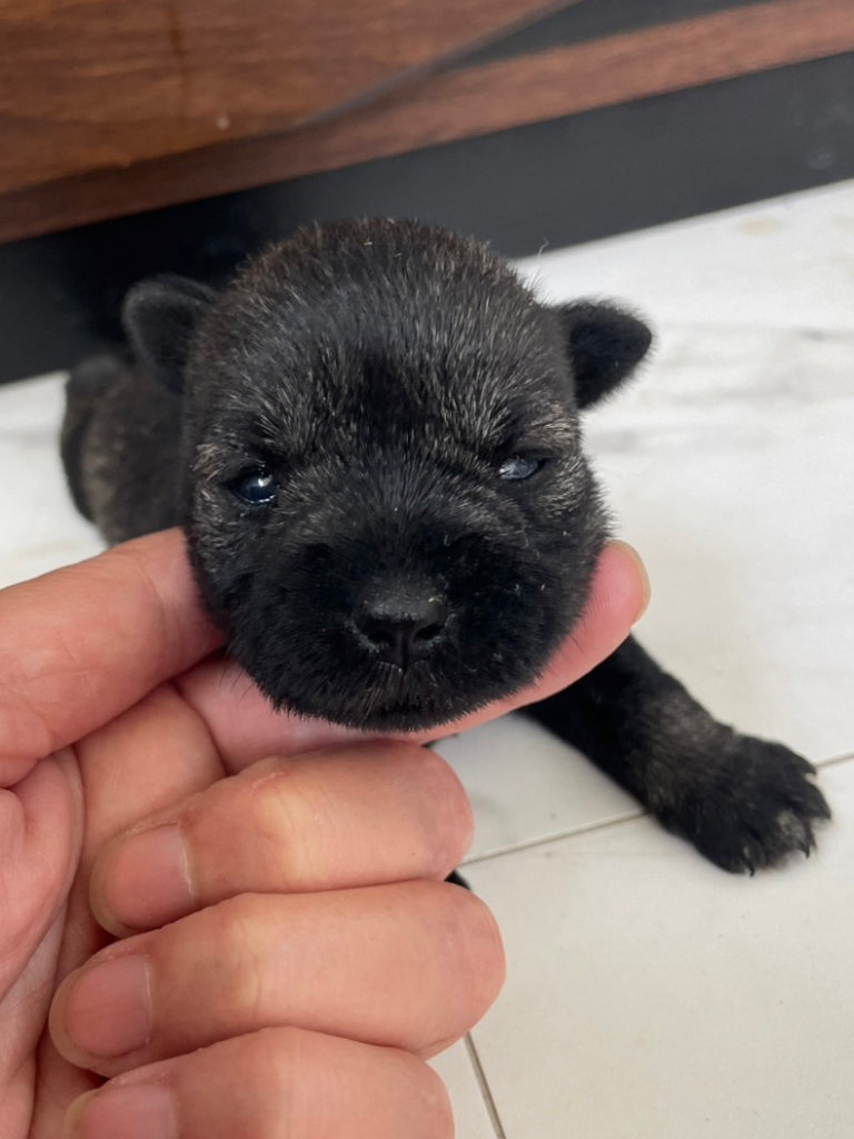 ミニチュアシュナウザーの女の子（ソルト＆ペッパー）、2024年06月15日産まれ、生後17日のベビーちゃん、お顔、その4。No.20240615002