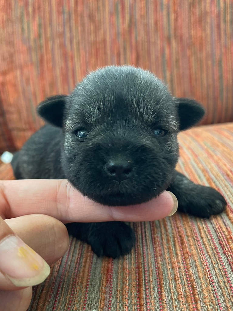 ミニチュアシュナウザーの女の子（ソルト＆ペッパー）、2024年06月15日産まれ、生後17日のベビーちゃん、お顔。No.20240615002