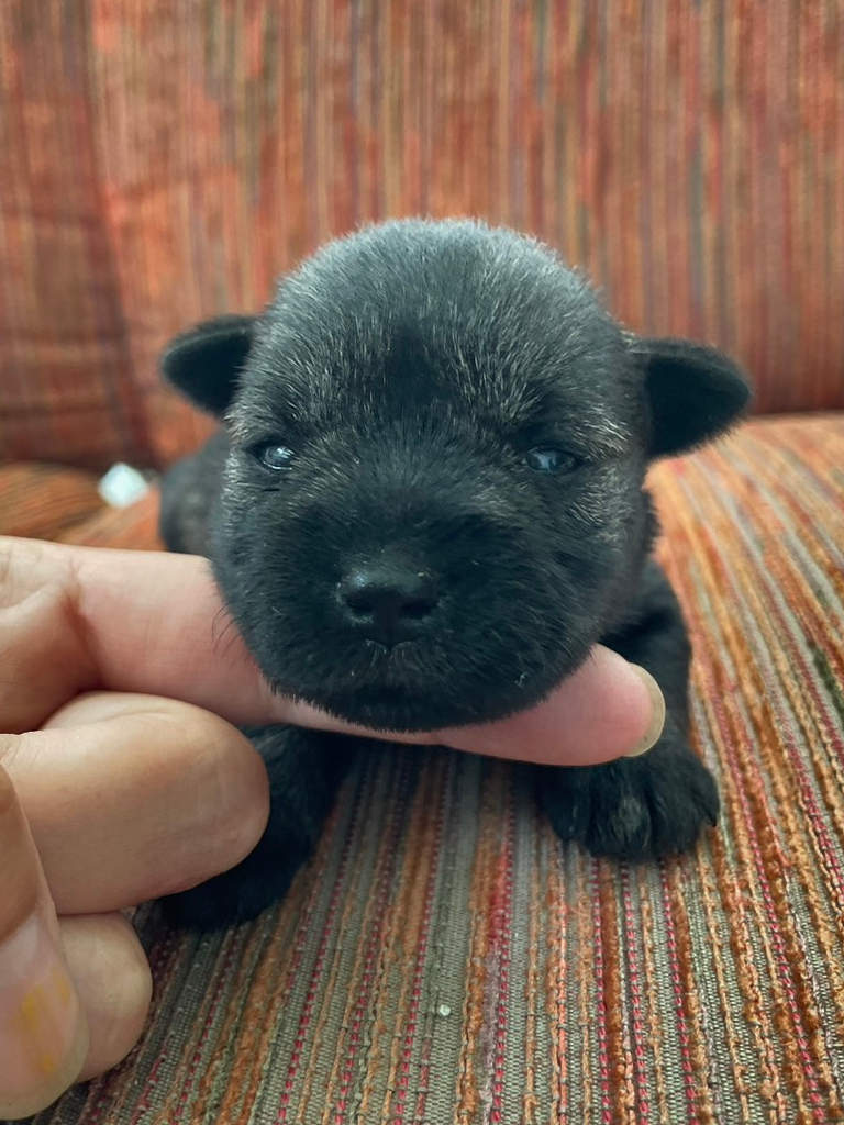 ミニチュアシュナウザーの女の子（ソルト＆ペッパー）、2024年06月15日産まれ、生後17日のベビーちゃん、お顔、その2。No.20240615002