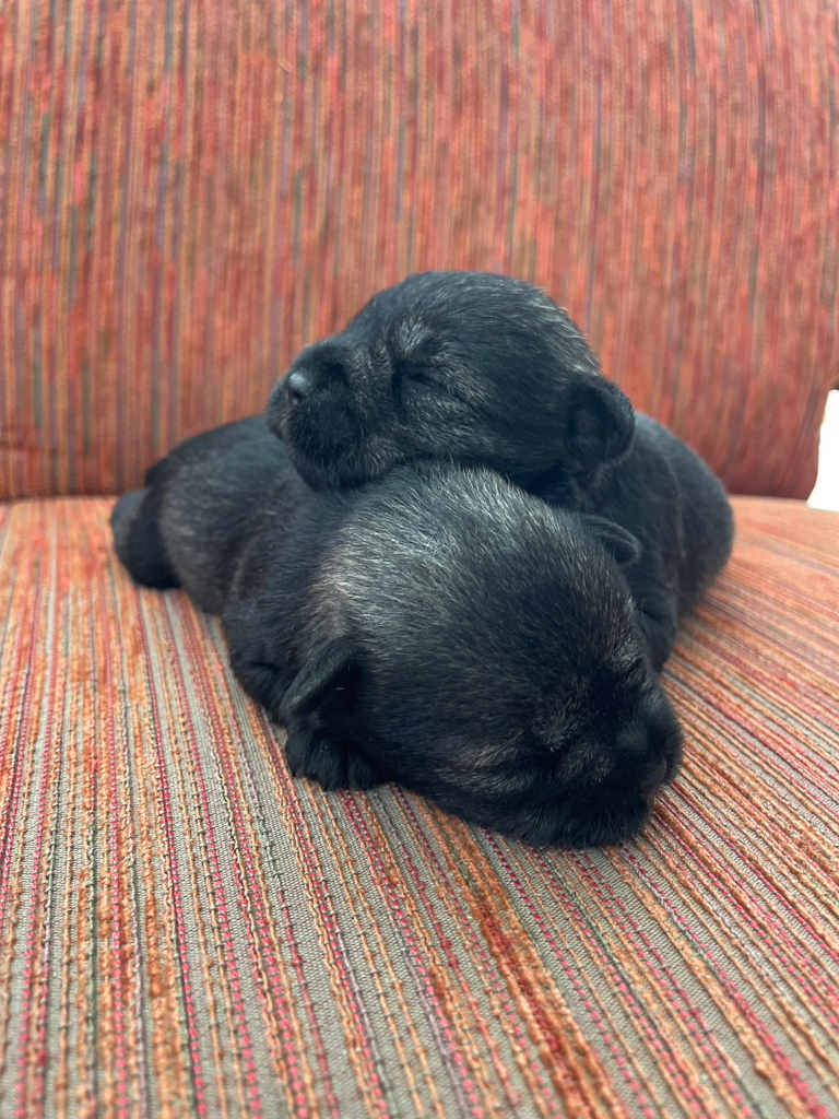 ミニチュアシュナウザーの女の子（ソルト＆ペッパー）、2024年06月15日産まれ、生後17日のベビーちゃん、2姉妹、その2。