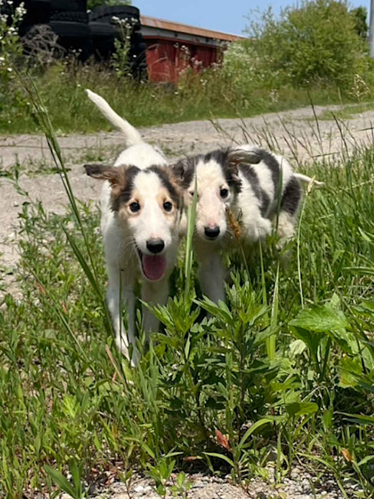 2024年07月02日ボルゾイの子犬達、ブラック＆クリーム＆ホワイトの男の子、2024年04月24日生まれ、ドッグランでいっぱい遊びました♪その1