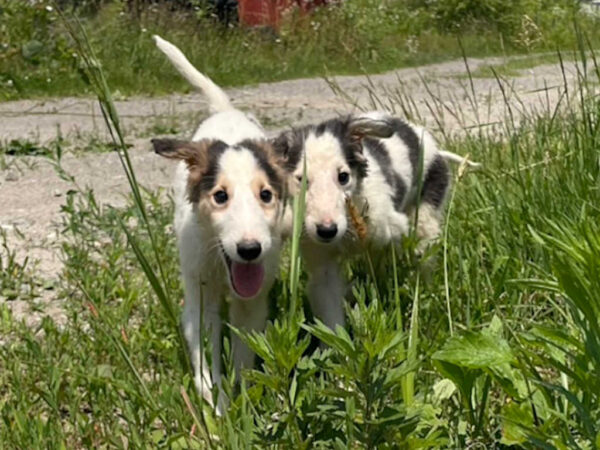 2024年07月02日ボルゾイの子犬達、ブラック＆クリーム＆ホワイトの男の子、2024年04月24日生まれ、ドッグランでいっぱい遊びました♪サムネイル