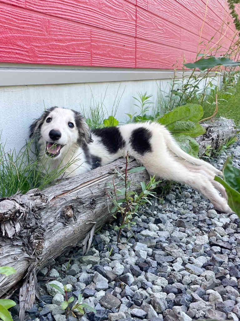 2024年07月02日ボルゾイの子犬達、ブラック＆クリーム＆ホワイトの男の子、2024年04月24日生まれ、ドッグランでいっぱい遊びました♪その3