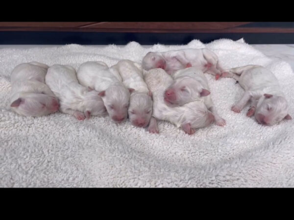 サモプー（サモエド＆スタンダードプードル）の子犬達（男の子2匹、女の子6匹）。2024年07月15日産まれ。2024年07月17日撮影。