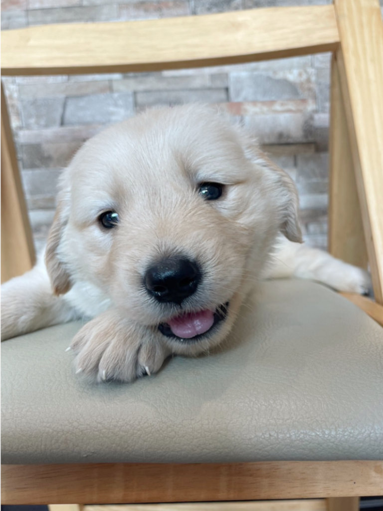 ゴールデンレトリーバーの子犬（女の子）、紫リボン。2024年06月07日生まれ。遺伝子検査済。お顔、伏せ。