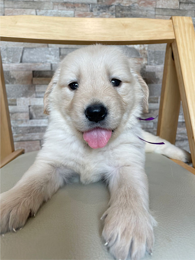 ゴールデンレトリーバーの子犬（女の子）、紫リボン。2024年06月07日生まれ。遺伝子検査済。お顔、正面。