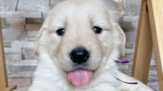 【子犬販売】ゴールデンレトリーバーの女の子（ゴールド）、No.20240607001