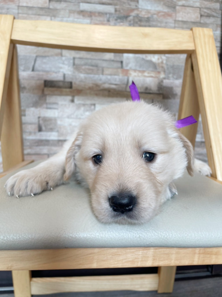 ゴールデンレトリーバーの子犬（女の子）、紫リボン。2024年06月07日生まれ。遺伝子検査済。お顔、伏せ、その3