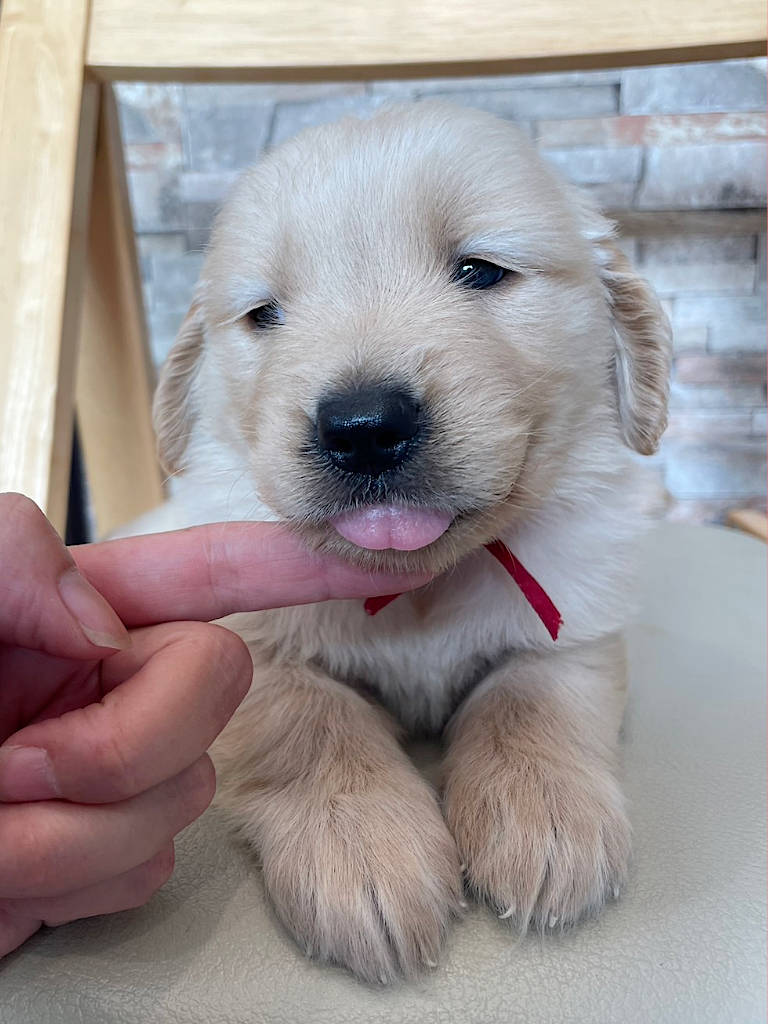 ゴールデンレトリーバーの子犬（女の子）、赤リボン。2024年06月07日生まれ。遺伝子検査済。お顔、伏せ、その3。