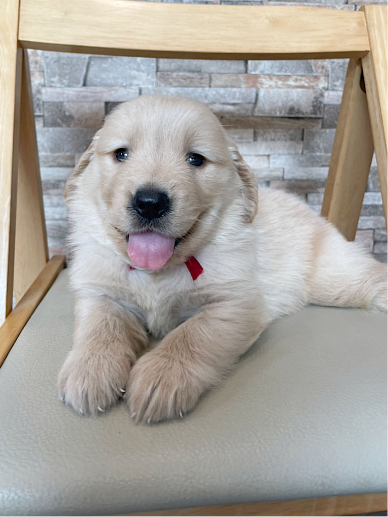 ゴールデンレトリーバーの子犬（女の子）、赤リボン。2024年06月07日生まれ。遺伝子検査済。お顔、伏せ。