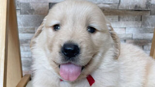 【子犬販売】ゴールデンレトリーバーの女の子（ゴールド）、No.20240607002