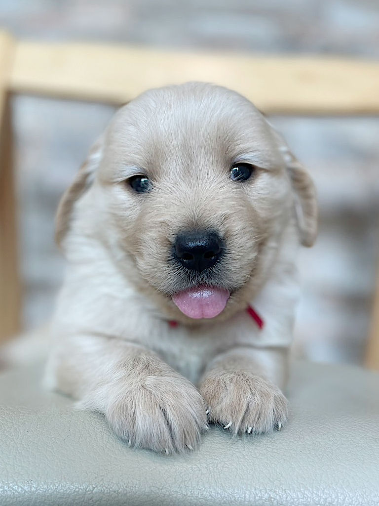ゴールデンレトリーバーの子犬（女の子）、赤リボン。2024年06月07日生まれ。遺伝子検査済。お顔、正面。