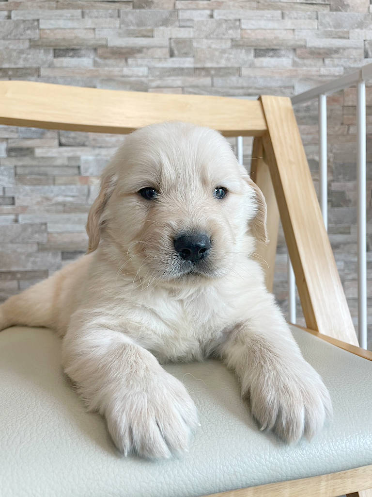 ゴールデンレトリーバーの子犬（男の子）。2024年06月07日生まれ。遺伝子検査済。お顔、伏せ。
