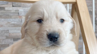 【子犬販売】ゴールデンレトリーバーの男の子（ゴールド）、No.20240607003