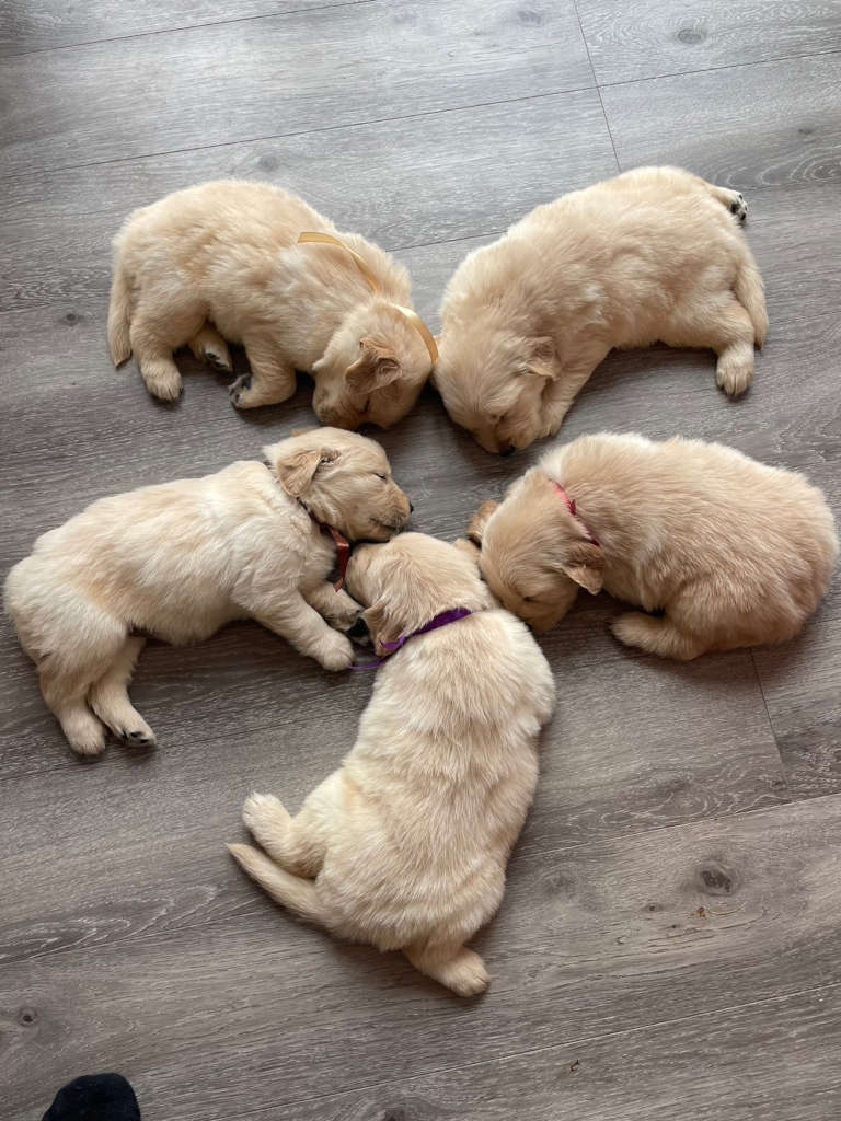 ゴールデンレトリーバーの子犬達。兄妹全員集合！誕生日：2024年06月07日。オーナー様募集します。その4