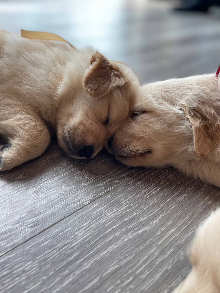 ゴールデンレトリーバーの子犬達。兄妹全員集合！誕生日：2024年06月07日。オーナー様募集します。その3