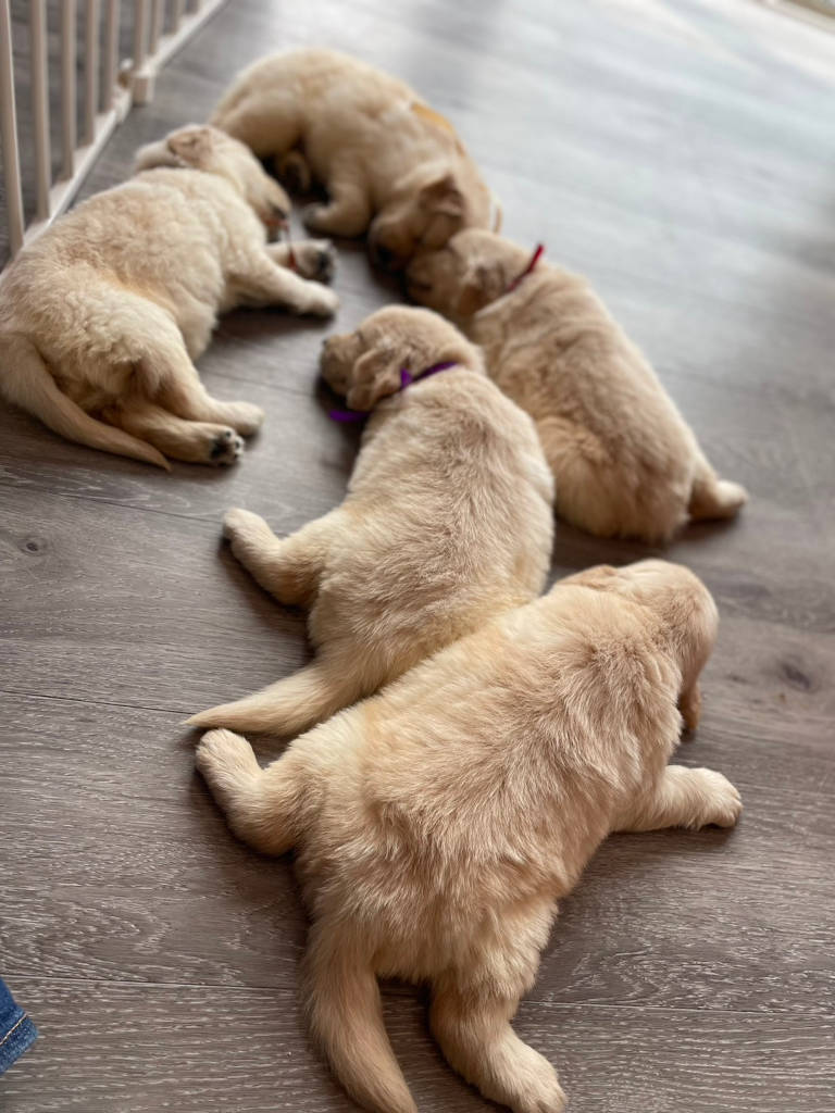 ゴールデンレトリーバーの子犬達。兄妹全員集合！誕生日：2024年06月07日。オーナー様募集します。その2