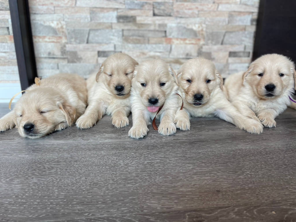 ゴールデンレトリーバーの子犬達。兄妹全員集合！誕生日：2024年06月07日。オーナー様募集します。その1