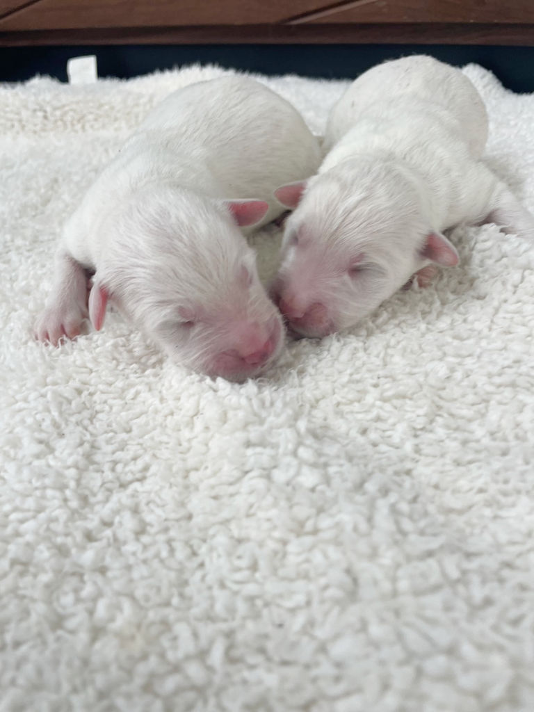 サモプー（サモエド＆スタンダードプードル）の子犬達（男の子）。2024年07月15日産まれ。2024年07月17日撮影。その1