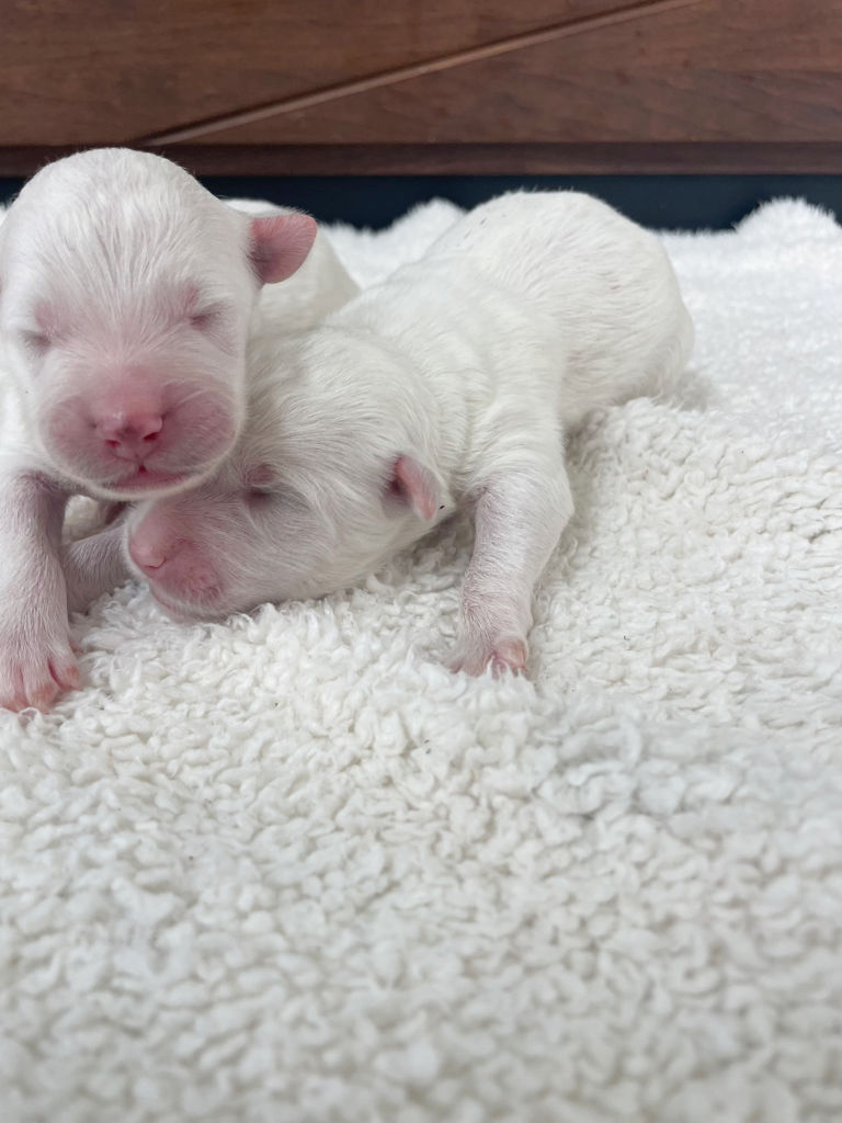 サモプー（サモエド＆スタンダードプードル）の子犬達（男の子）。2024年07月15日産まれ。2024年07月17日撮影。その2