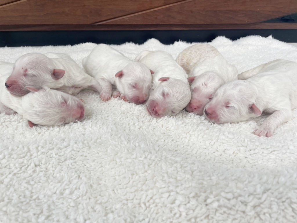 サモプー（サモエド＆スタンダードプードル）の子犬達（女の子）。2024年07月15日産まれ。2024年07月17日撮影。その1