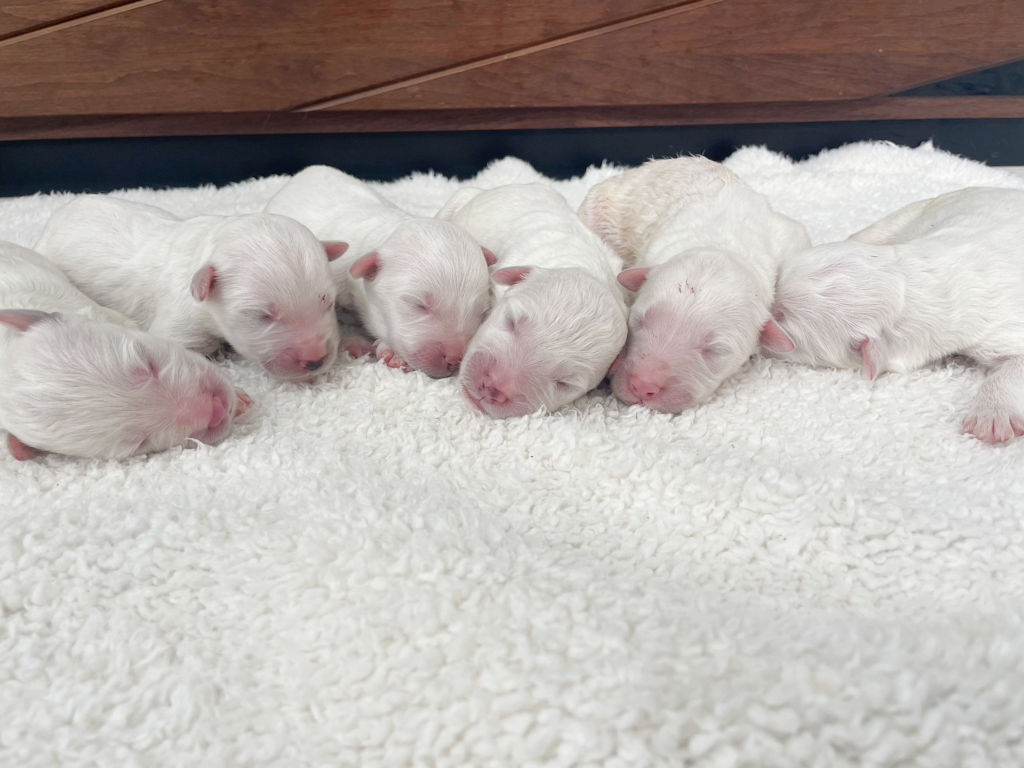 サモプー（サモエド＆スタンダードプードル）の子犬達（女の子）。2024年07月15日産まれ。2024年07月17日撮影。その2