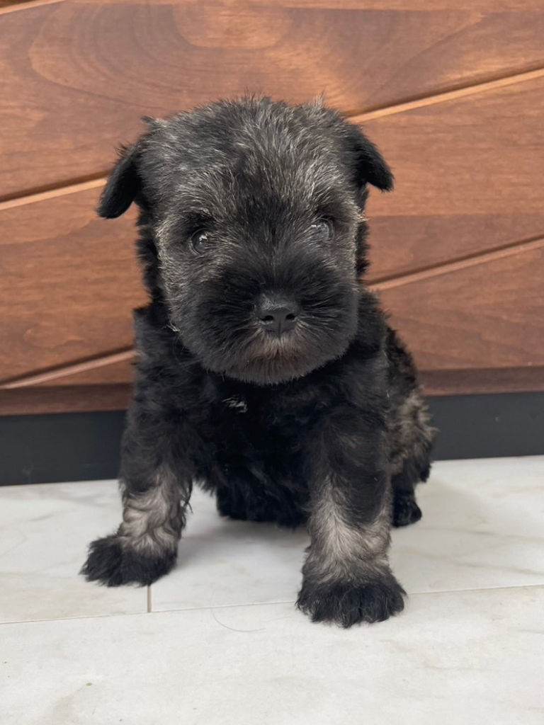 ミニチュアシュナウザーの女の子（ソルト＆ペッパー）、2024年06月15日産まれ、おすわり、正面。No.20240615002